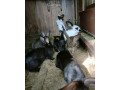predam-kraliky-small-2
