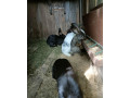 predam-kraliky-small-3
