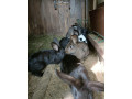 predam-kraliky-small-1