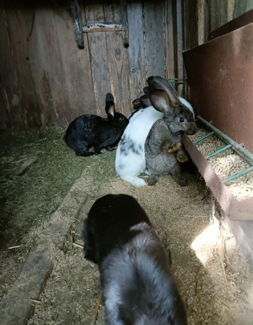 predam-kraliky-big-3
