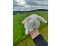minilop-small-3