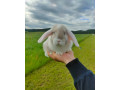 minilop-small-0