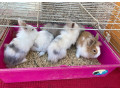 zakrsly-kralik-zakrsly-zajacik-small-4