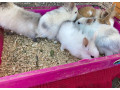 zakrsly-kralik-zakrsly-zajacik-small-2