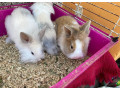 zakrsly-kralik-zakrsly-zajacik-small-3