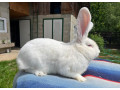 belgicky-obor-small-4