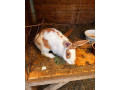 predam-kralika-small-0