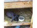 francusky-baran-small-1