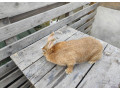 predam-samice-small-0