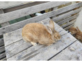 predam-samice-small-4