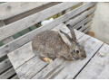 predam-samice-small-3