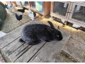 predam-samice-small-1