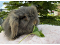 teddy-baran-small-1