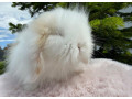 teddy-baran-small-0