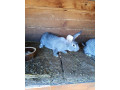 cincila-velka-small-0