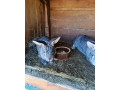 cincila-velka-small-1