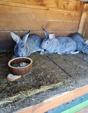 cincila-velka-big-2