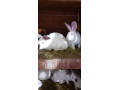 predam-kraliky-hyla-small-1
