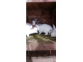 predam-kraliky-hyla-small-2