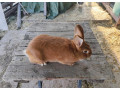 predam-samce-small-3