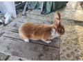predam-samce-small-4