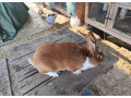 predam-samce-small-1