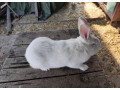predam-samce-small-0