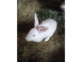 predam-panonskych-kralikov-small-4