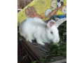 predam-panonskych-kralikov-small-0