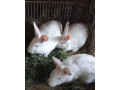 predam-panonskych-kralikov-small-3