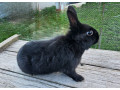 zdrobneny-strakac-cierny-small-0