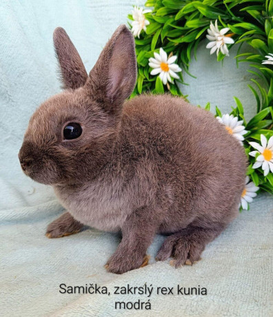 zakrsle-zdrobnene-rexy-s-vp-mladatka-big-1