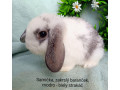 zakrsly-barancek-s-vp-samicka-modro-biely-strakac-small-0