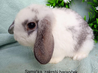 zakrsly-barancek-s-vp-samicka-modro-biely-strakac