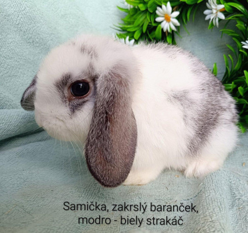 zakrsly-barancek-s-vp-samicka-modro-biely-strakac-big-0