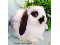 zakrsly-barancek-s-vp-samicka-strakac-small-1