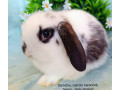zakrsly-barancek-s-vp-samicka-strakac-small-0