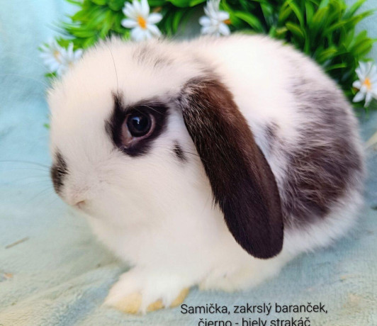 zakrsly-barancek-s-vp-samicka-strakac-big-0