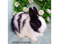 zakrsle-zdrobnene-kraliky-s-vp-mladatka-small-0