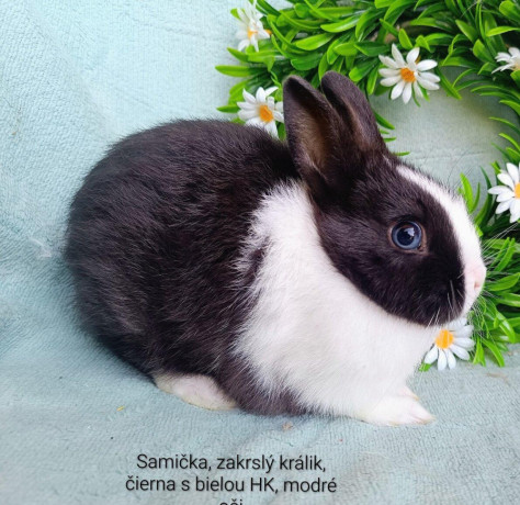 zakrsle-zdrobnene-kraliky-s-vp-mladatka-big-2