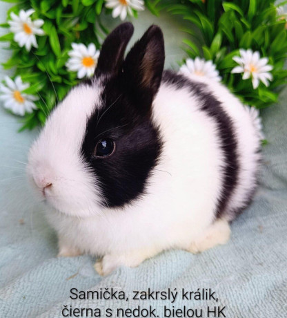 zakrsle-zdrobnene-kraliky-s-vp-mladatka-big-1