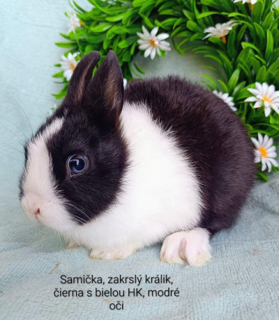 zakrsle-zdrobnene-kraliky-s-vp-mladatka-big-3