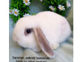 zakrsly-barancek-s-vp-samicka-biela-so-siam-znakmi-small-0