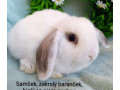 zakrsly-barancek-s-vp-samicka-biela-so-siam-znakmi-small-1