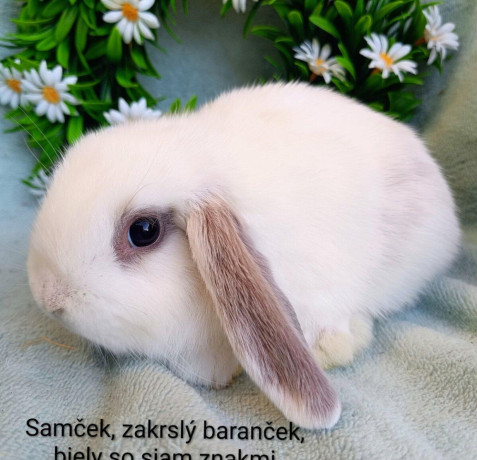 zakrsly-barancek-s-vp-samicka-biela-so-siam-znakmi-big-0