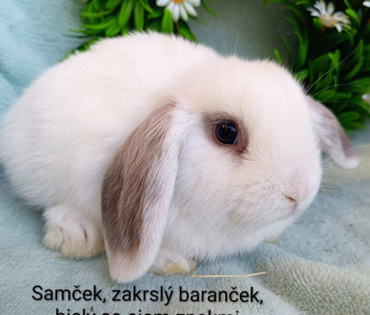 zakrsly-barancek-s-vp-samicka-biela-so-siam-znakmi-big-1