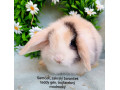 zakrsly-barancek-s-vp-samcek-trojfarebny-small-1