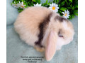 zakrsly-barancek-s-vp-samcek-trojfarebny-small-2