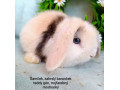 zakrsly-barancek-s-vp-samcek-trojfarebny-small-0