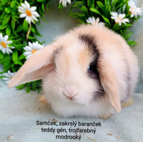 zakrsly-barancek-s-vp-samcek-trojfarebny-big-1